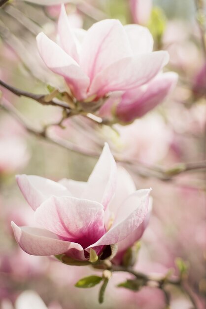 Wiosenne kwiaty magnolii