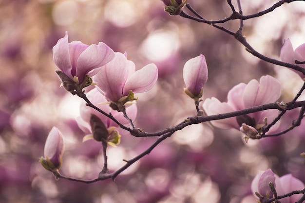 Wiosenne kwiaty magnolii