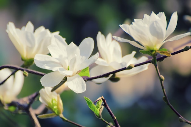 Wiosenne kwiaty magnolii