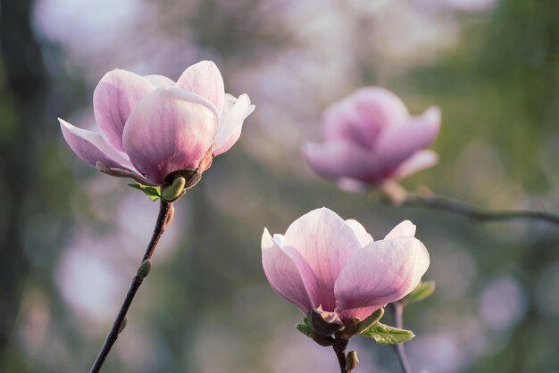 Wiosenne kwiaty magnolii