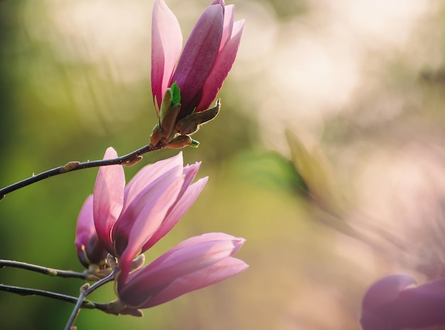 Wiosenne kwiaty magnolii