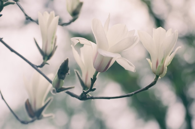 Wiosenne kwiaty magnolii