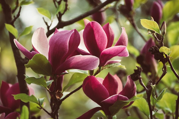 Wiosenne kwiaty magnolii