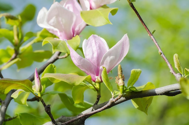 Wiosenne kwiaty magnolii