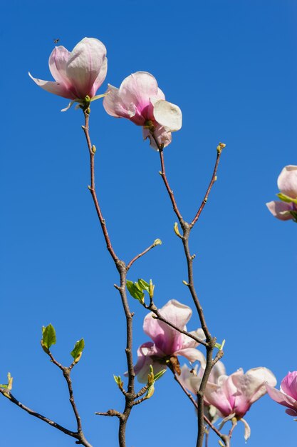 Wiosenne kwiaty magnolii