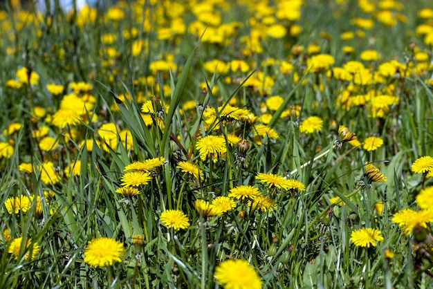 Wiosenne Kwiaty Mniszka Lekarskiego Na Polu Podczas Kwitnienia