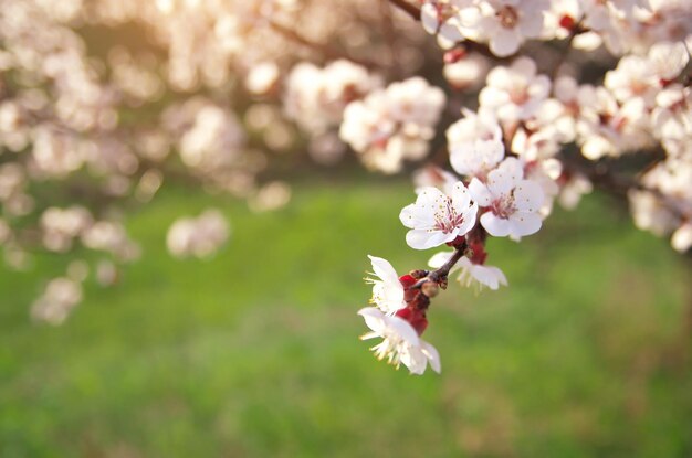 Wiosenne kwiaty na drzewie Element projektu