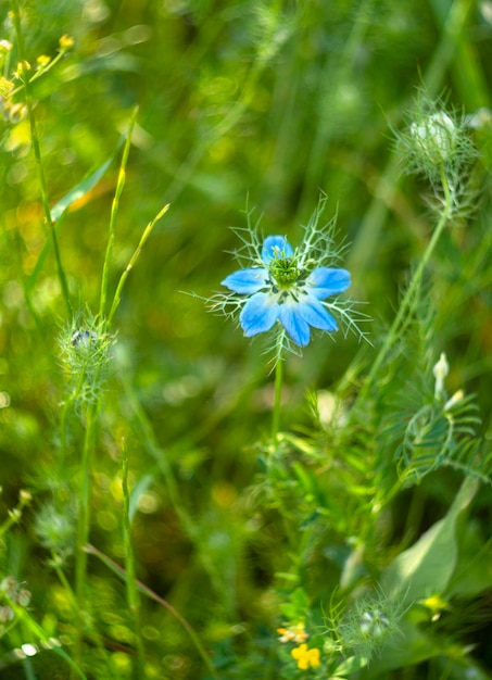 Wiosenne kwiaty Nigella damascena na łące i górach greckiej wyspy w Grecji