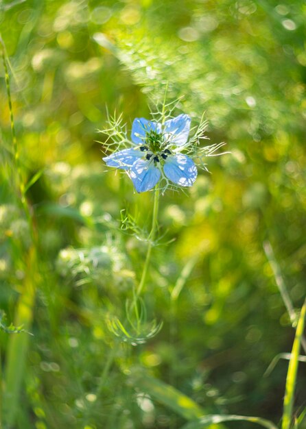 Wiosenne kwiaty Nigella damascena na łące i górach greckiej wyspy w Grecji