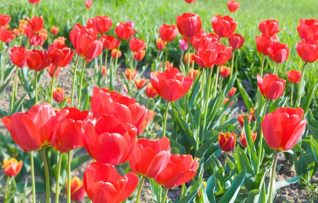 Wiosenne Kwiaty Piękne Czerwone Tulipany (tło Przyrody).