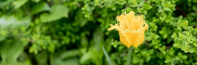 Wiosenne kwiaty Piękne tulipany kwiatowe na rozmytym zielonym tle Kwitnące tło kwitnących tulipanów wiosną w ogrodzie Piękna pocztówka