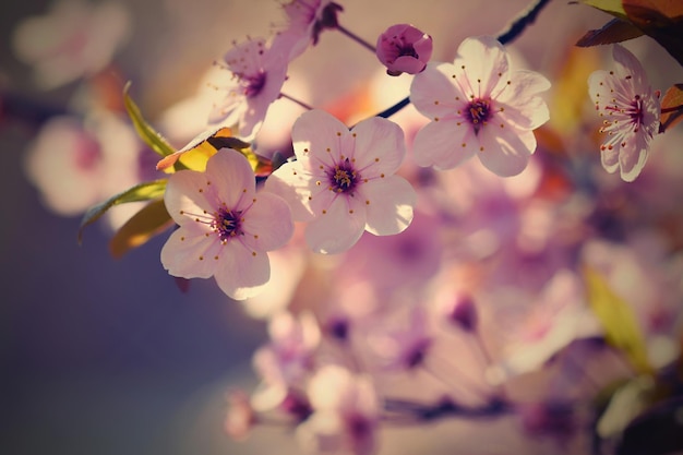 Wiosenne kwiaty Pięknie kwitnąca gałąź drzewa Sakura japońska wiśnia i wiosna słońca