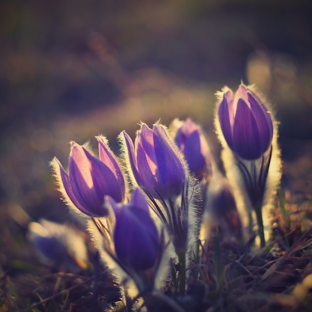 Wiosenne kwiaty. Pięknie kwitnący kwiat pasque i słońce z naturalnym kolorowym tle. (Pulsatilla grandis)