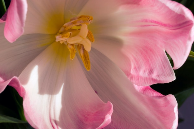 Wiosenne kwiaty. Różowe kwitnące tulipany z bliska.