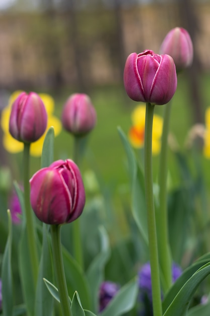 Wiosenne kwiaty różowe tulipany. piękne różowe kwiaty.