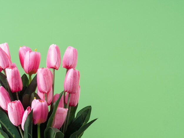 Wiosenne kwiaty. Różowy tulipan na zielonym tle