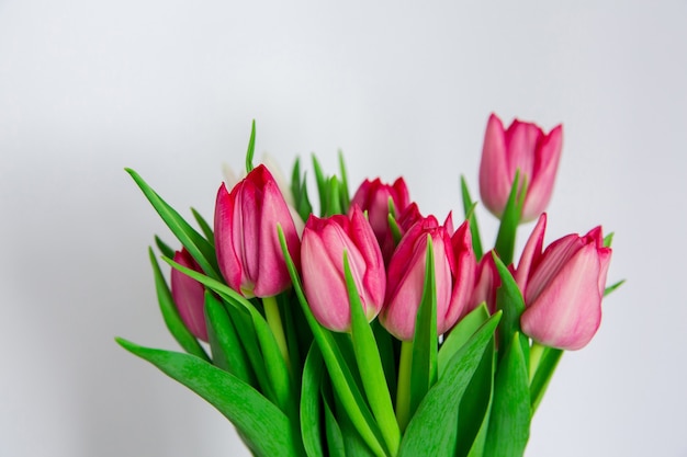 Wiosenne kwiaty sezonowe, tulipany z bliska