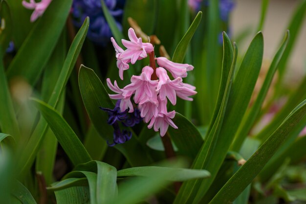 Wiosenne kwiaty. Tło wiosna z bokeh. Kolorowe hiacyntowe kwiaty kwitną w wiosennym ogrodzie. pomysł i koncepcja świeżości, delikatności i wiosny