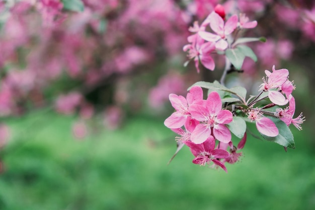 Wiosenne Kwiaty Transparent Wiosna Odnowienie Natura W Wiosennych Kwiatach Kwitnące Nowe życie Różowy Kwiat Sakura