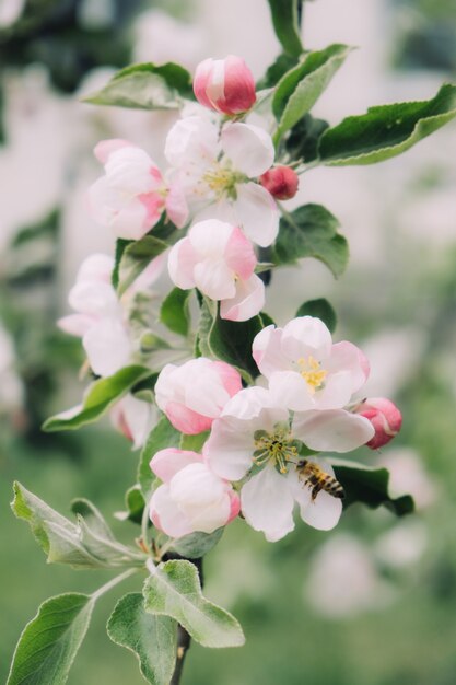 Wiosenne kwiaty transparent wiosna odnowienie natura w wiosennych kwiatach kwitnące nowe życie różowy kwiat sakura