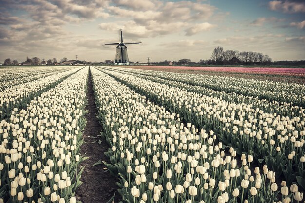 Wiosenne kwiaty tulipanów pole i wiatrak na tradycyjnym holenderskim krajobrazie vintage, miejsce podróży. Uprawa tulipanów, piękny kraj do podróży. Filtr filmowy