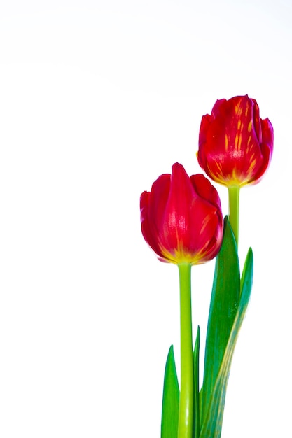Wiosenne kwiaty tulipany na białym tle kolekcji kwiatów