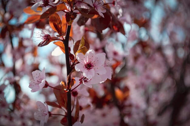 Wiosenne kwiaty wiśni różowe tło sakura