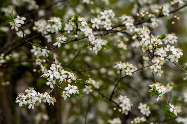 Wiosenne kwiaty wiśni w naturalnych warunkach Naturalne kwiatowe białe tło