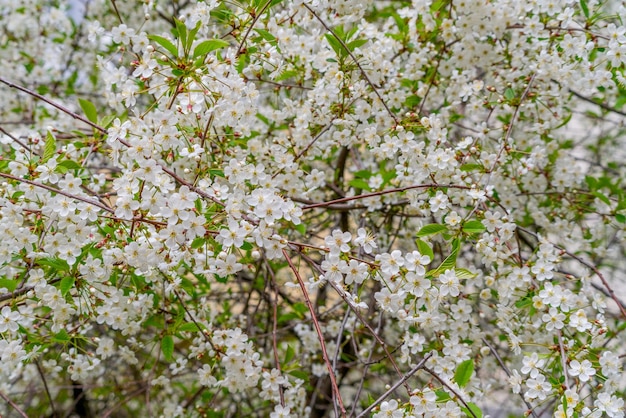 Wiosenne kwiaty wiśni w naturalnych warunkach Naturalne kwiatowe białe tło