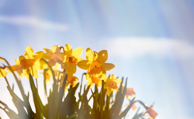 Wiosenne kwiaty żółte żonkile na tle błękitnego nieba