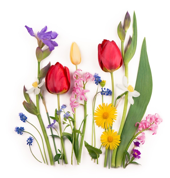 Wiosenne kwiaty żonkile i tulipany na białym tle