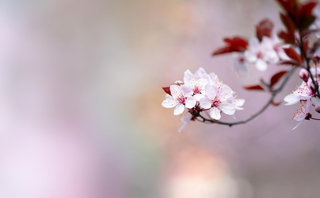 Wiosenne kwitnące drzewa z białymi różowymi kwiatami w ogrodzie Wiosna w tle