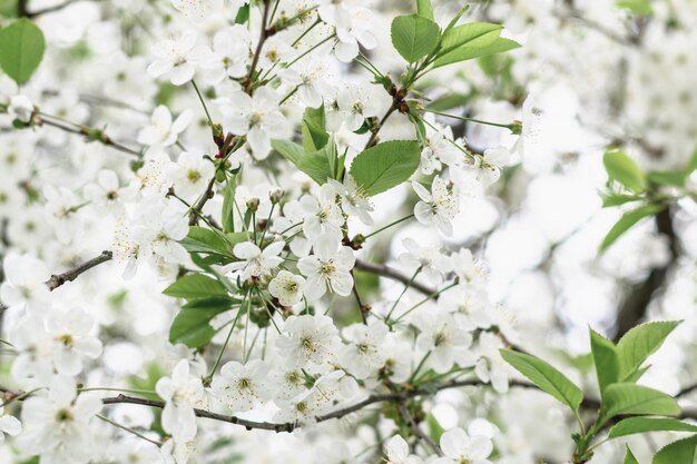 Zdjęcie wiosenne kwitnienie. białe, przewiewne kwiaty kwitnącej wiśni. zdjęcie poziome.