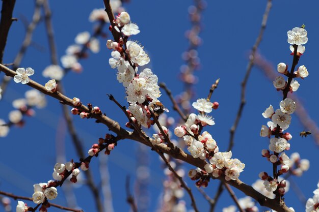 wiosenne kwitnienie kwiatów na drzewie białe kwiaty
