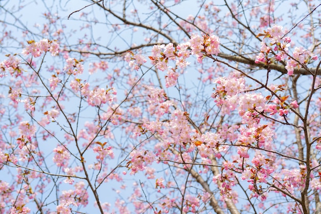 Wiosenne kwitnienie sakury
