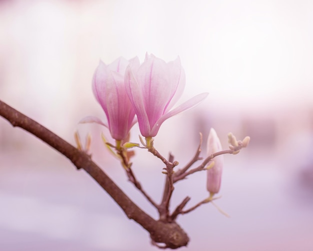 Wiosenne kwitnienieKwitnące gałęzie magnolii Otwórz otwór z lekkim rozmyciem i oświetleniem Wiosna