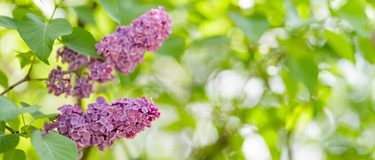 Wiosenne liliowe kwiaty fioletowe liliowe kwiatki na niewyraźnym tle Kopiuj przestrzeń