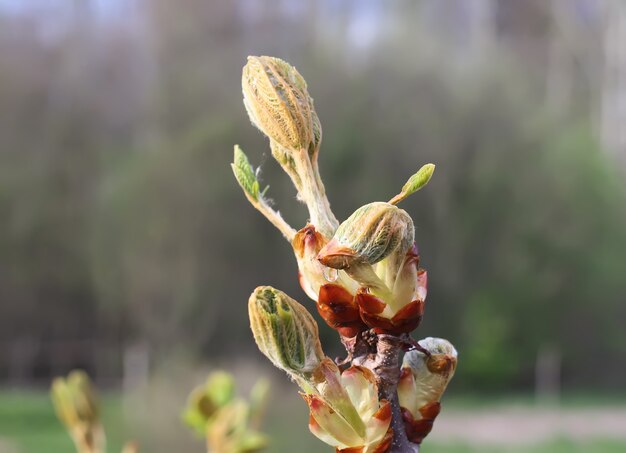 Wiosenne liście kasztanowca Aesculus hippocastanum na tle przyrody