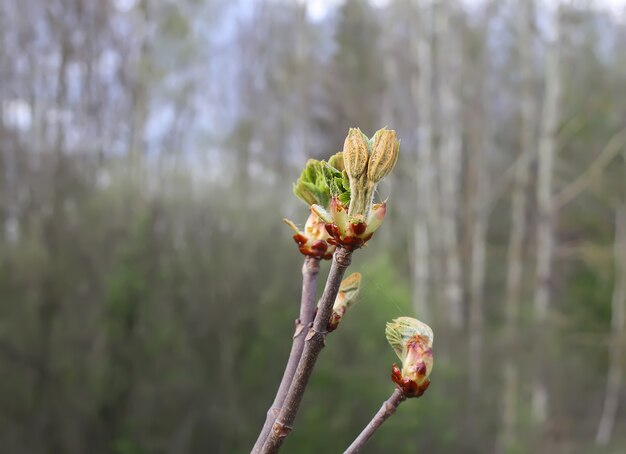 Wiosenne liście kasztanowca Aesculus hippocastanum na tle przyrody