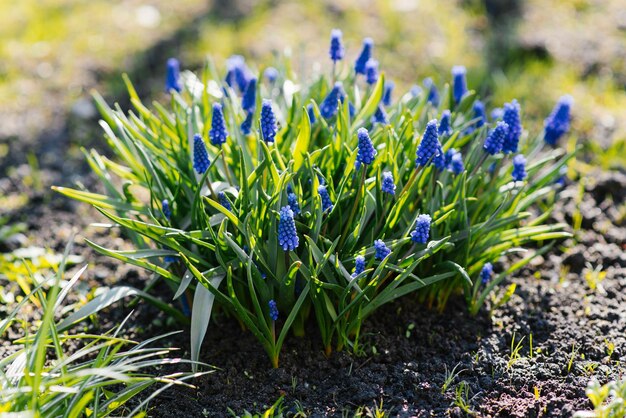 Zdjęcie wiosenne niebieskie kwiaty muscari w ogrodzie