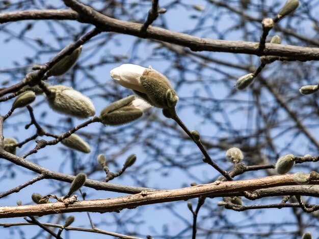 Wiosenne niebieskie niebo i białe kwiaty magnolii kobus