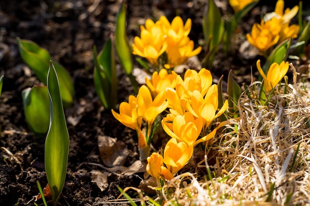 Wiosenne pierwiosnki Kwitnące krokusy na zielonej łące Krokusy jako symbol wiosennej słonecznej pogody