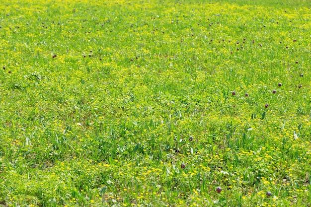 Wiosenne Pole Dzikich Kwiatów W Przyrodzie Czerwone Tulipany I żółty Marshmarigold Na łące Jako Piękna Natura