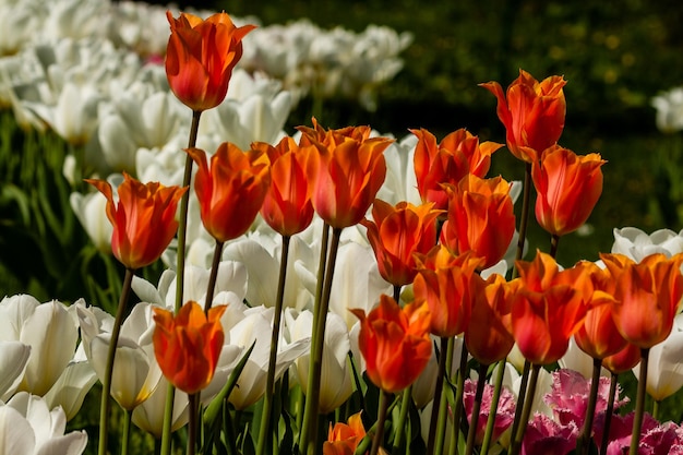 Wiosenne pole kolorowych tulipanów