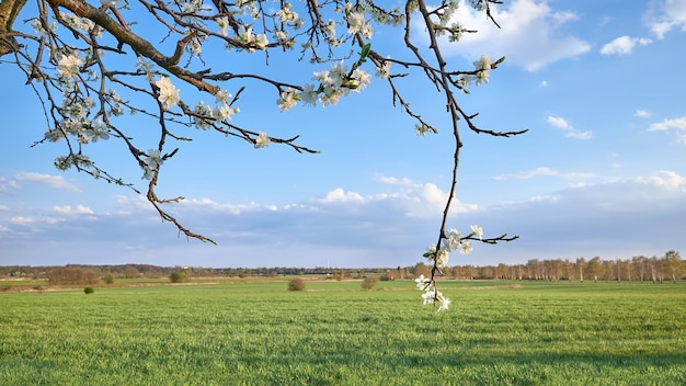 Wiosenne pole z obsadzonymi uprawami Wieś rolnicza w Brandenburgii koło Berlina Niemcy Wiosenne kwiaty na gałązkach Dzikie drzewo owocowe w rozkwicie