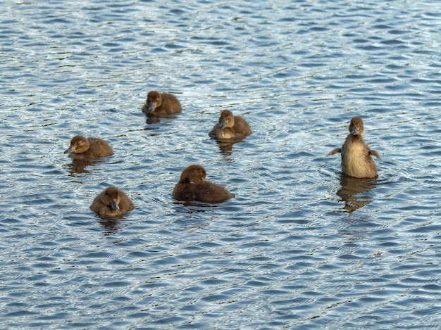 Wiosenne potomstwo kaczek. Małe kaczątka bawiące się na wodzie.