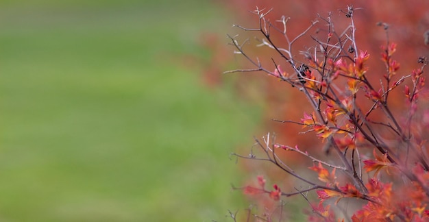 Wiosenne przebudzenie natury krzew o czerwonych liściach