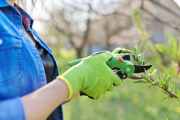 Wiosenne przycinanie ogrodu kobieta ogrodniczka z nożyczkami ogrodowymi w dłoniach sprawia, że przycina się gałęzie na drzewach owocowych brzoskwinia