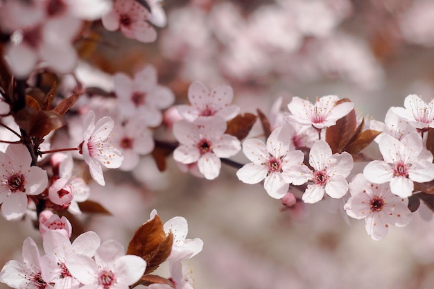 Wiosenne różowe kwiaty wiśni sakura