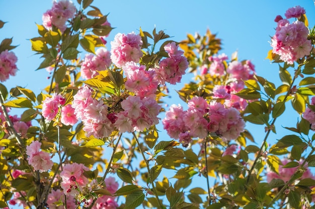 Wiosenne różowe kwitnące kwiaty wiśni lub sakura na tle błękitnego nieba